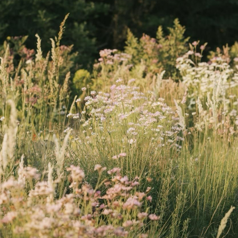 Root To Crown Ritual