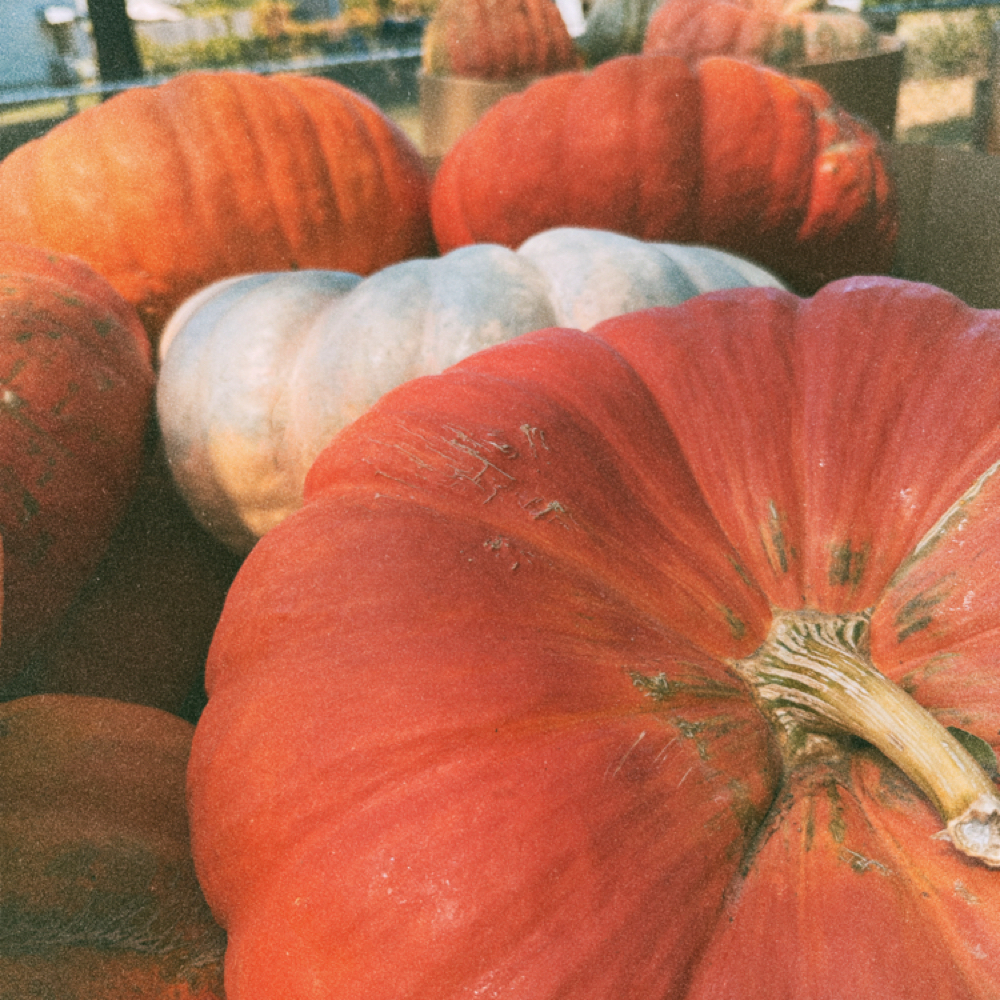🥧 Pumpkin Pie Facial at Ox & Moon Studio - Marshfield in Marshfield, MO