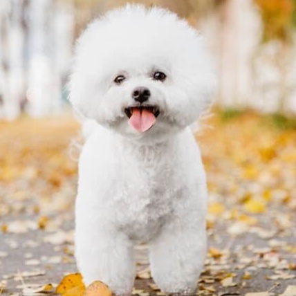 Bichon BBN at The Groom Room in Hope Mills, NC