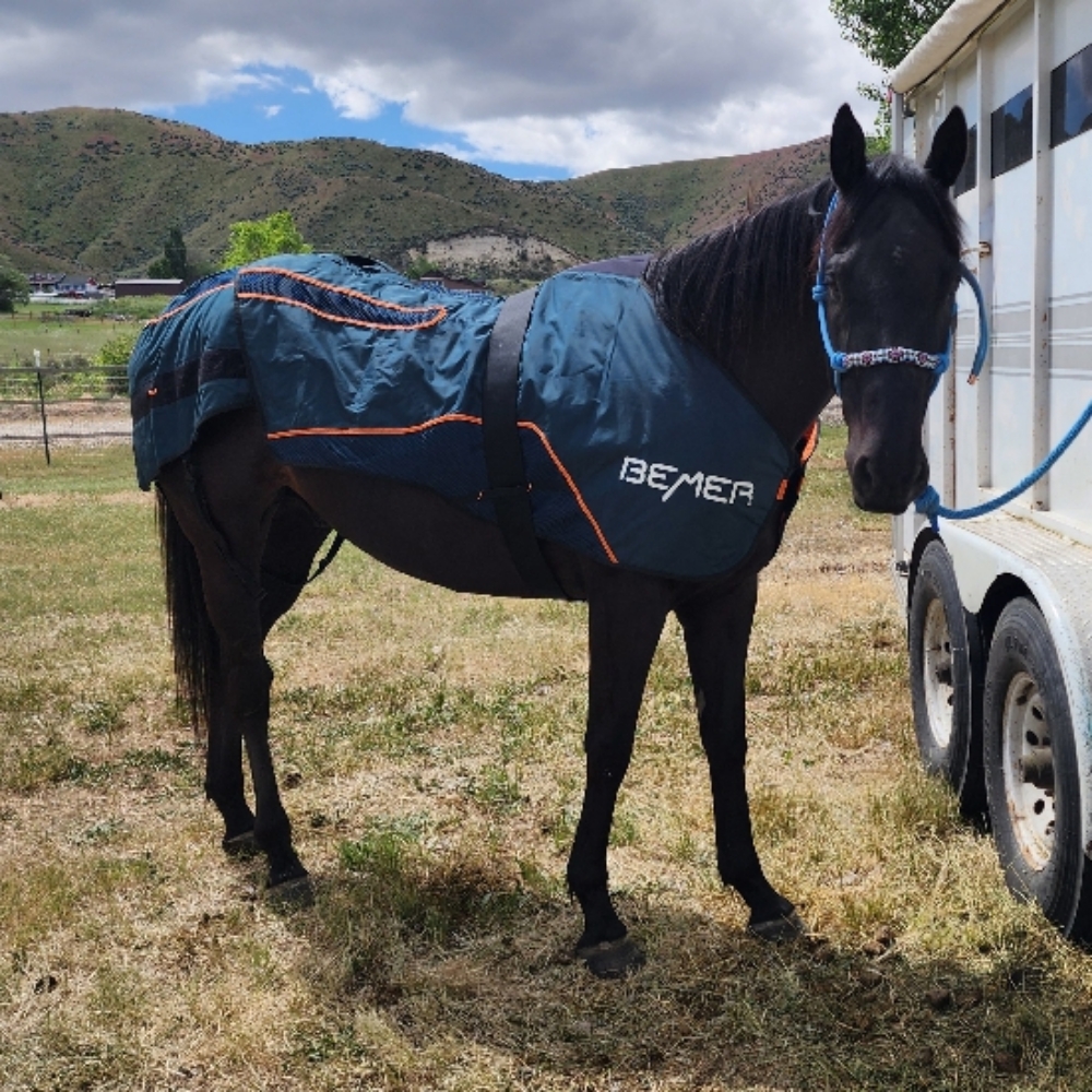 Comprehensive Equine Session at Massage with Sage in Emmett, ID