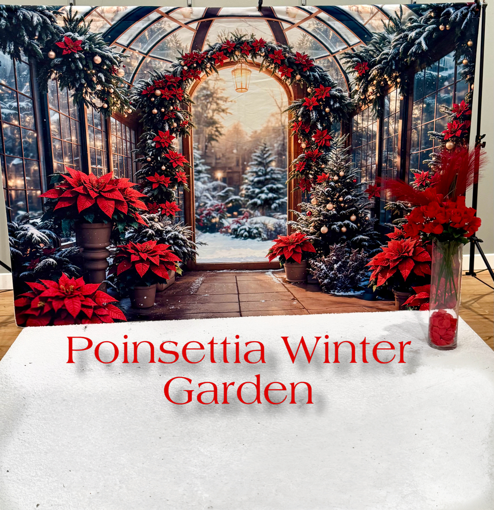 Poinsettia Winter Garden (Sitting)