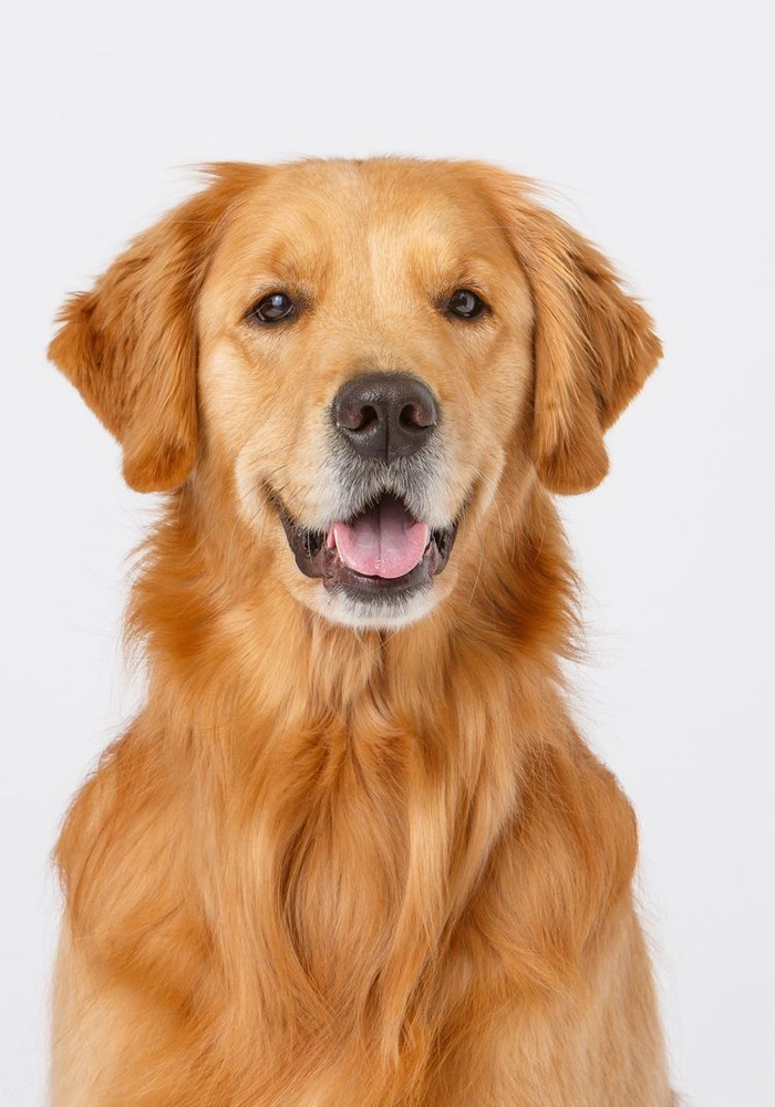 Golden Retriever - Haircut