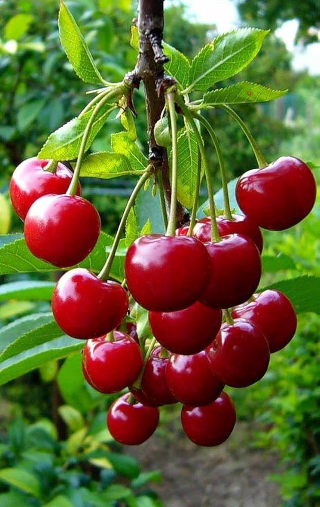 Cherry Enzyme Hydration Facial