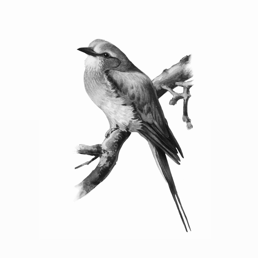 B&W Vintage Bird - 2 Sessions