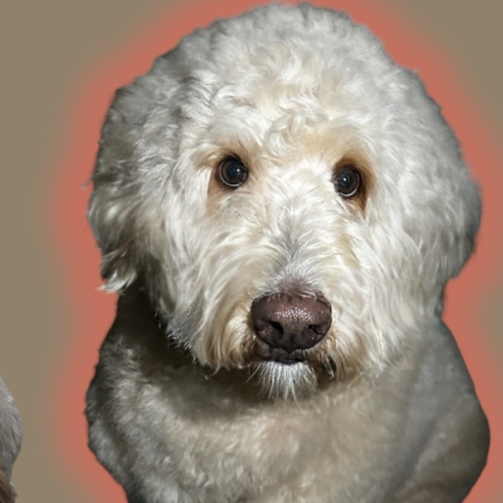 Partial Groom at Spooky Snoots Pet Grooming in Silver lake, IN