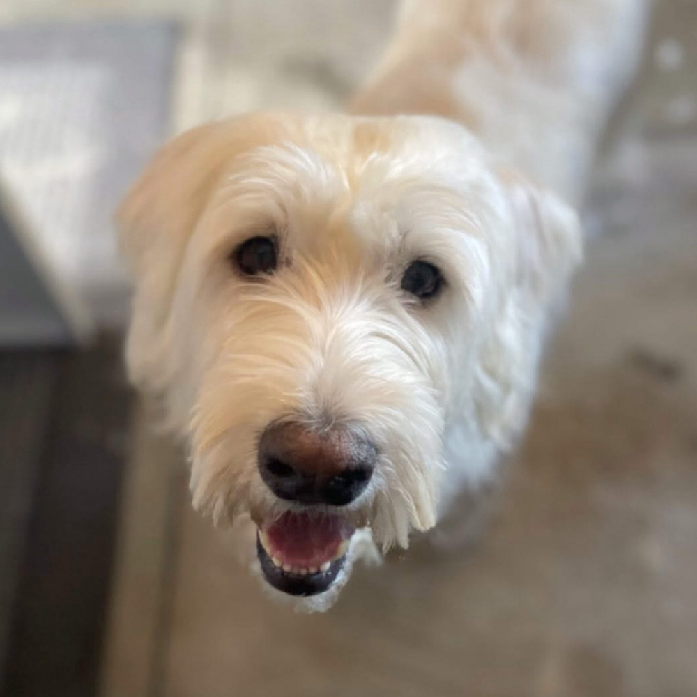Partial Groom at Spooky Snoots Pet Grooming in Silver lake, IN