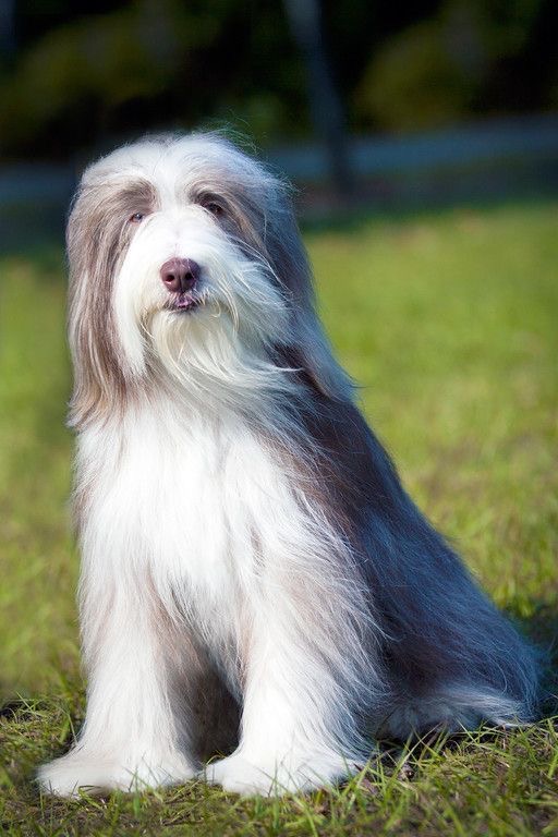 Bearded Collie - Touch Up