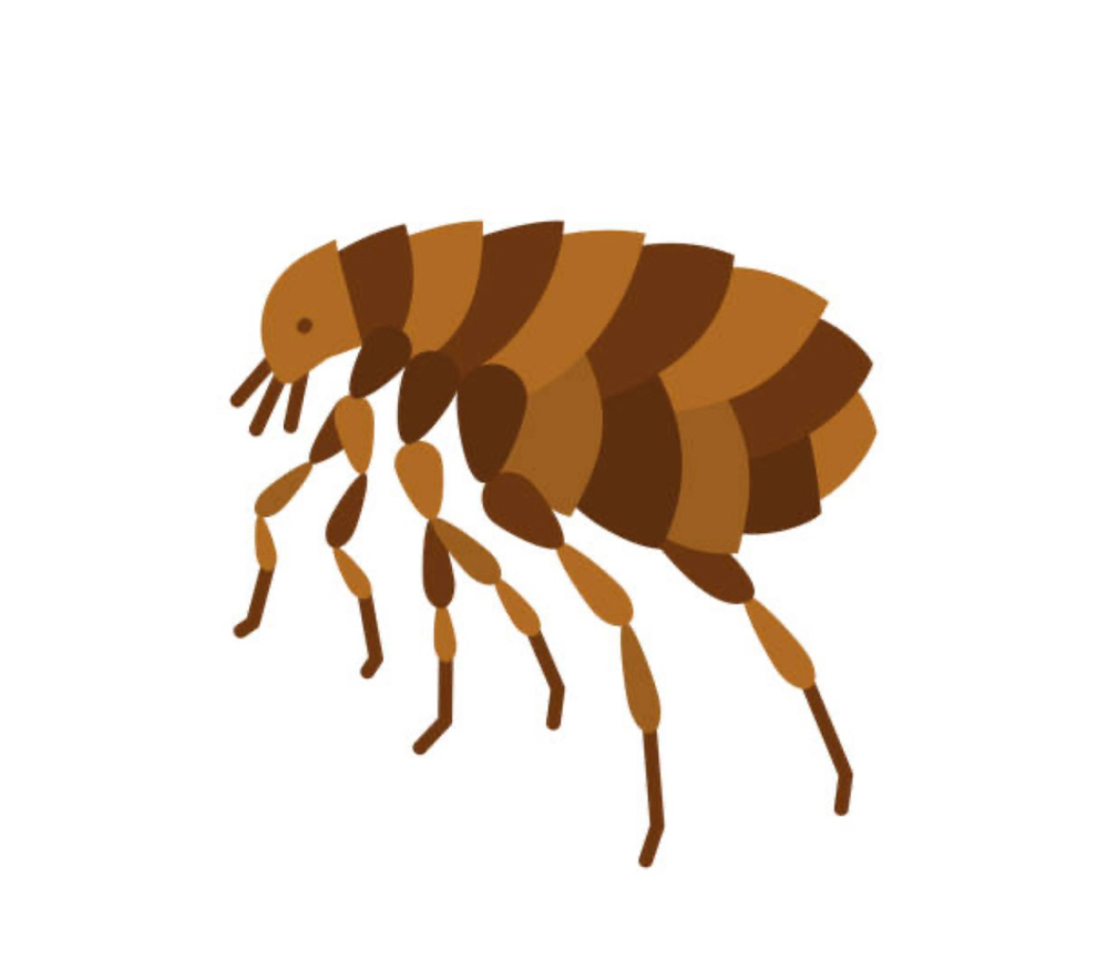 Flea & Tick Treatment Add On