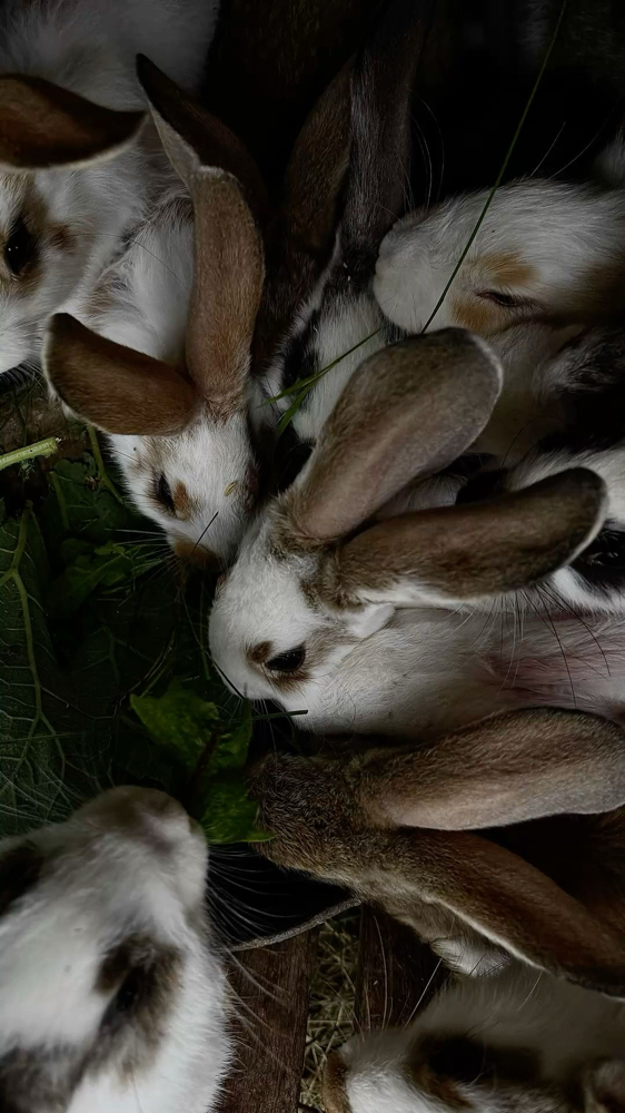 Minimalist Tattoos at Jade Rabbit Tattoo in Victoria, TX