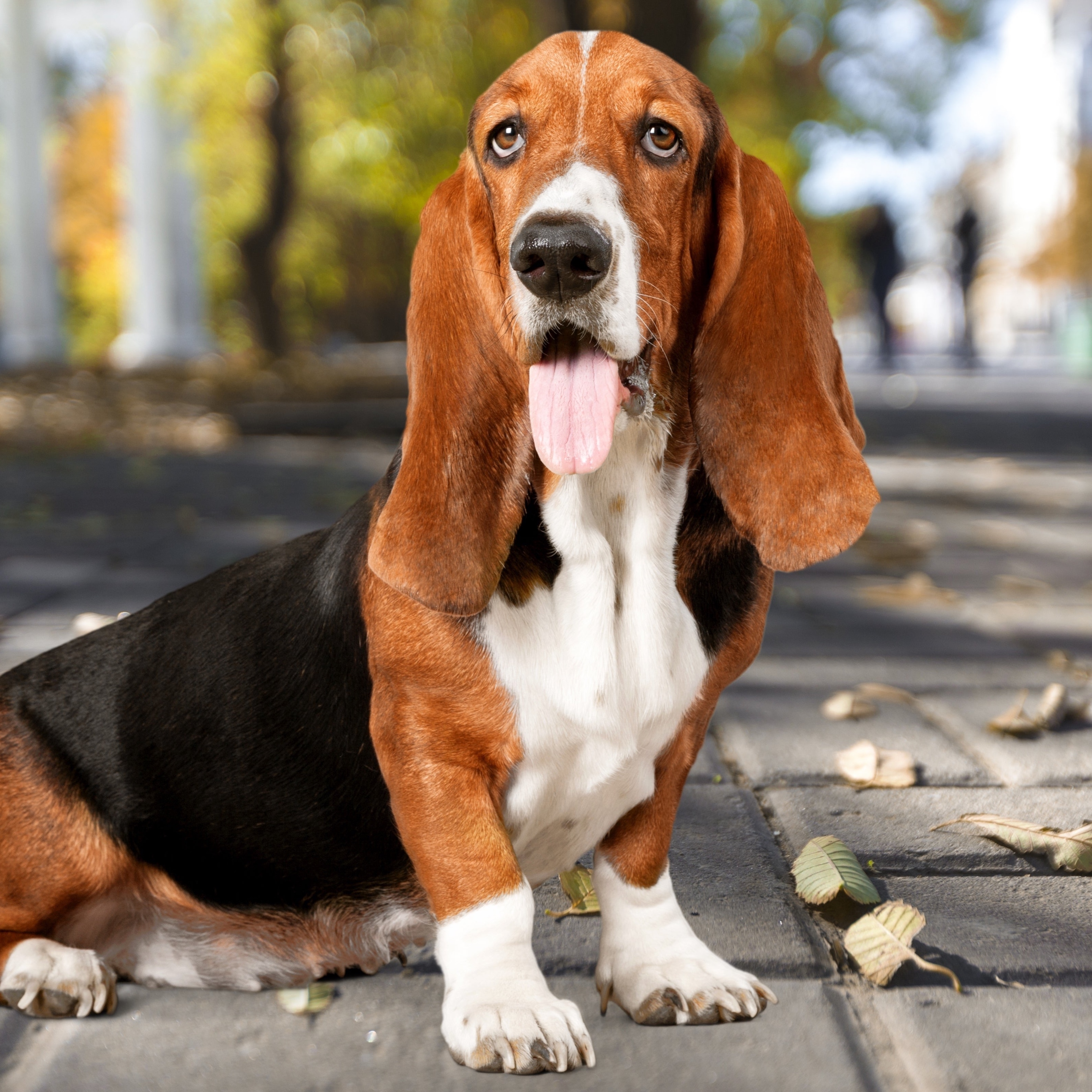 Basset Hound BBN at The Groom Room in Hope Mills, NC