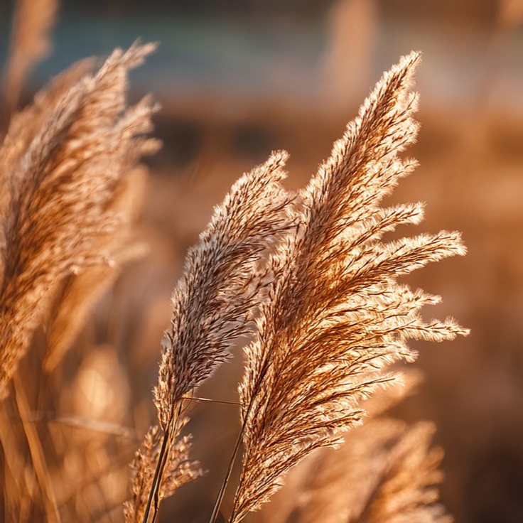 Signature Cut & Style (Short Hair) at Elysian Suite 116 @ The Encore Suites in Goodyear, AZ