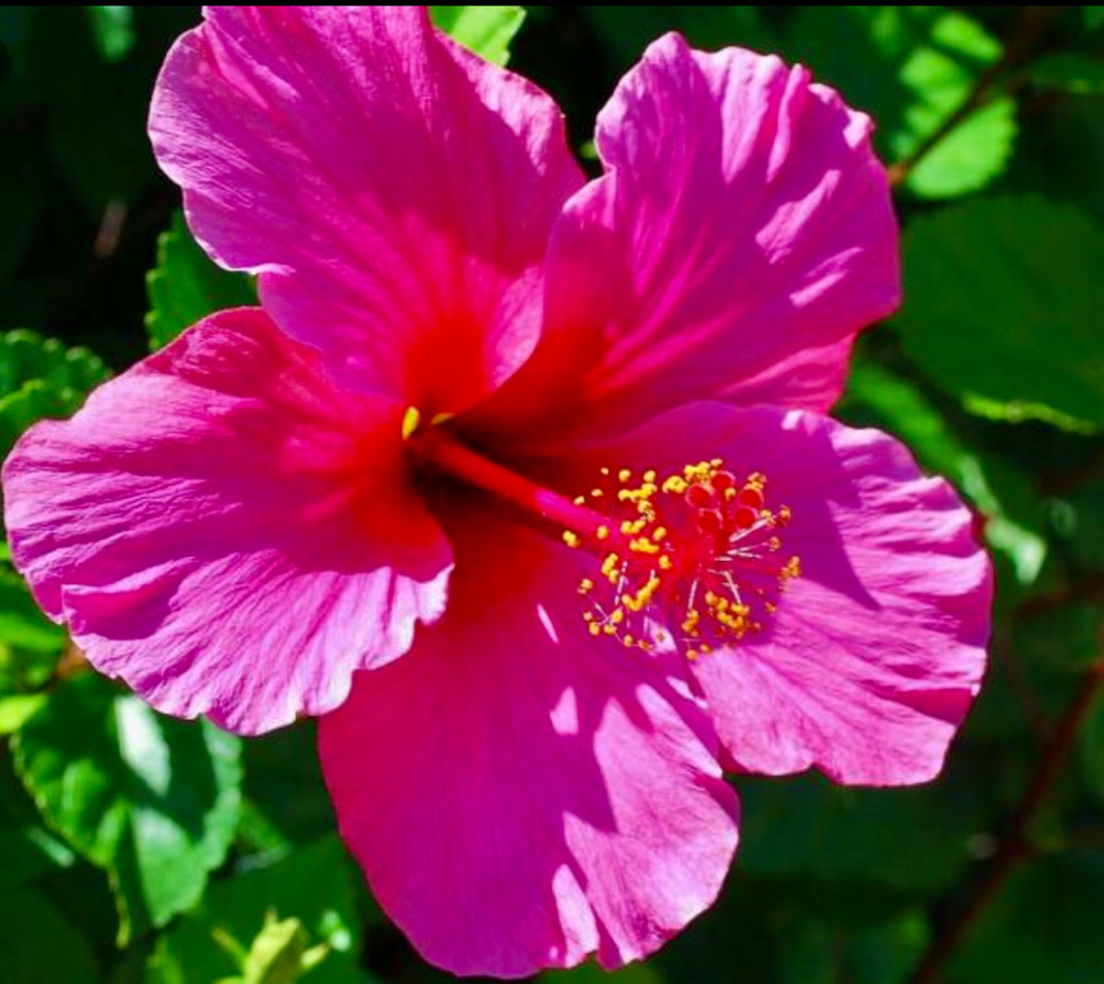 SOBE Bienvenido Miami Rapid