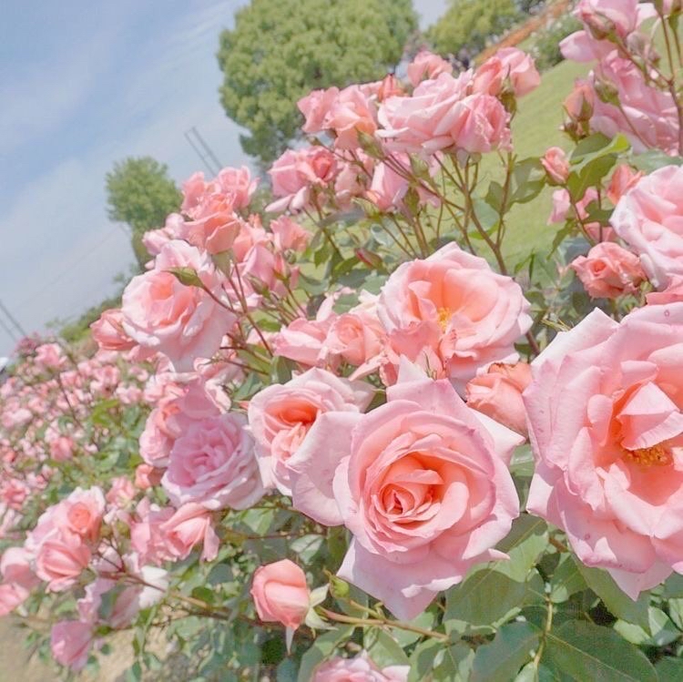 3 Week Mega Fill ♡ at Lash A Baddie 🧸 in Denver, CO