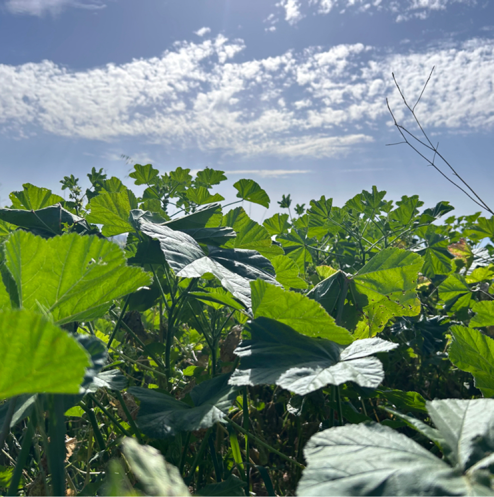 95$ 1 Hour Massage With Cupping. at Shalom Deep Therapy. Holistic Massage & Treatments in Ventura, CA