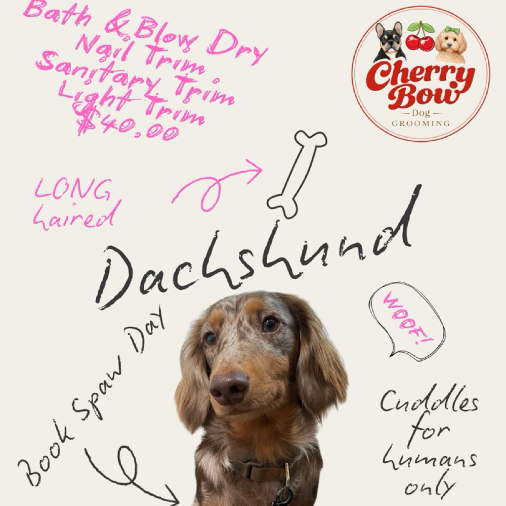 Dachshund LONG Hair PROMO at Cherry Bow Dog Grooming in Alvarado, TX
