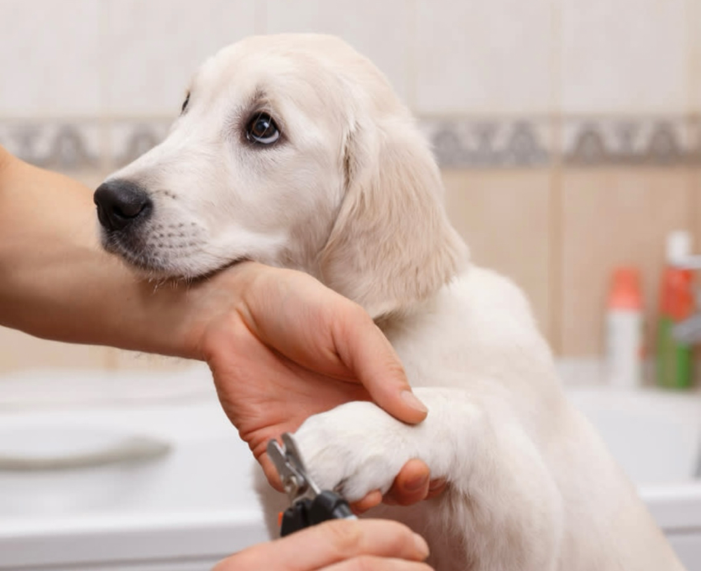 Puppys First Groom (No Body Cut)