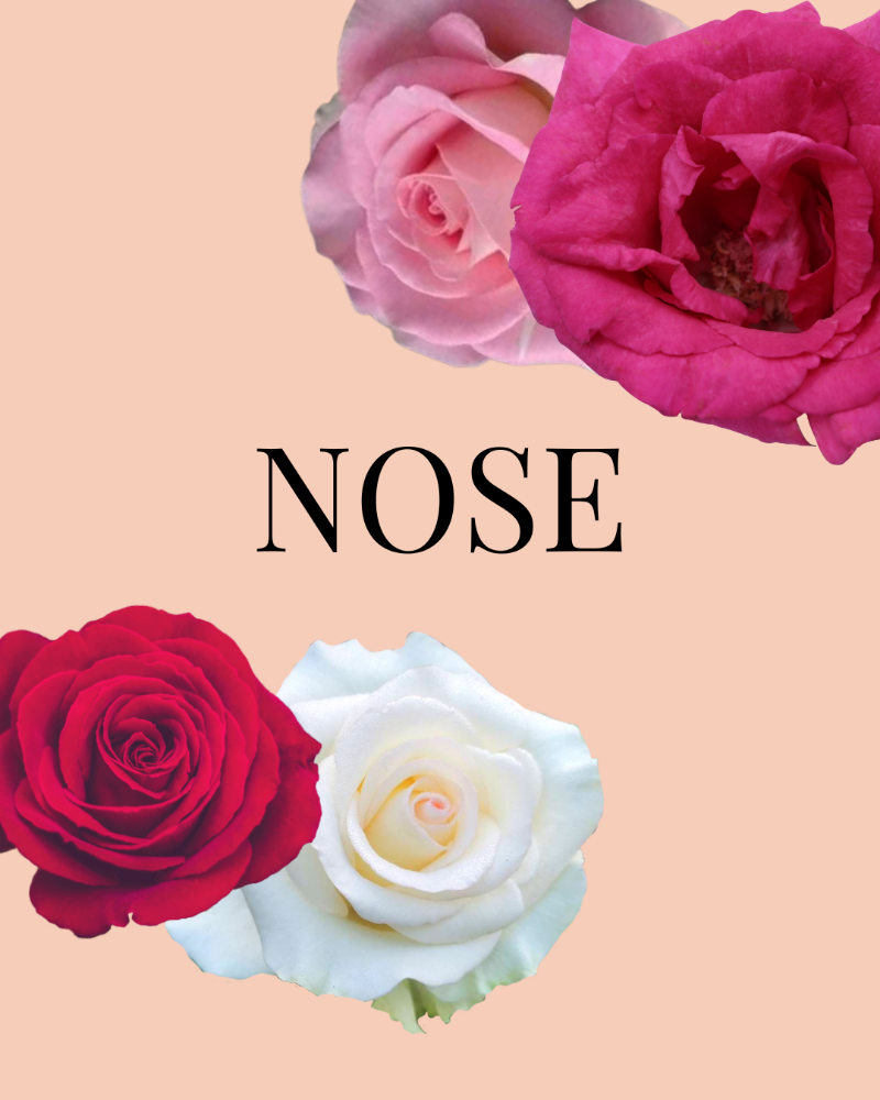 NOSE