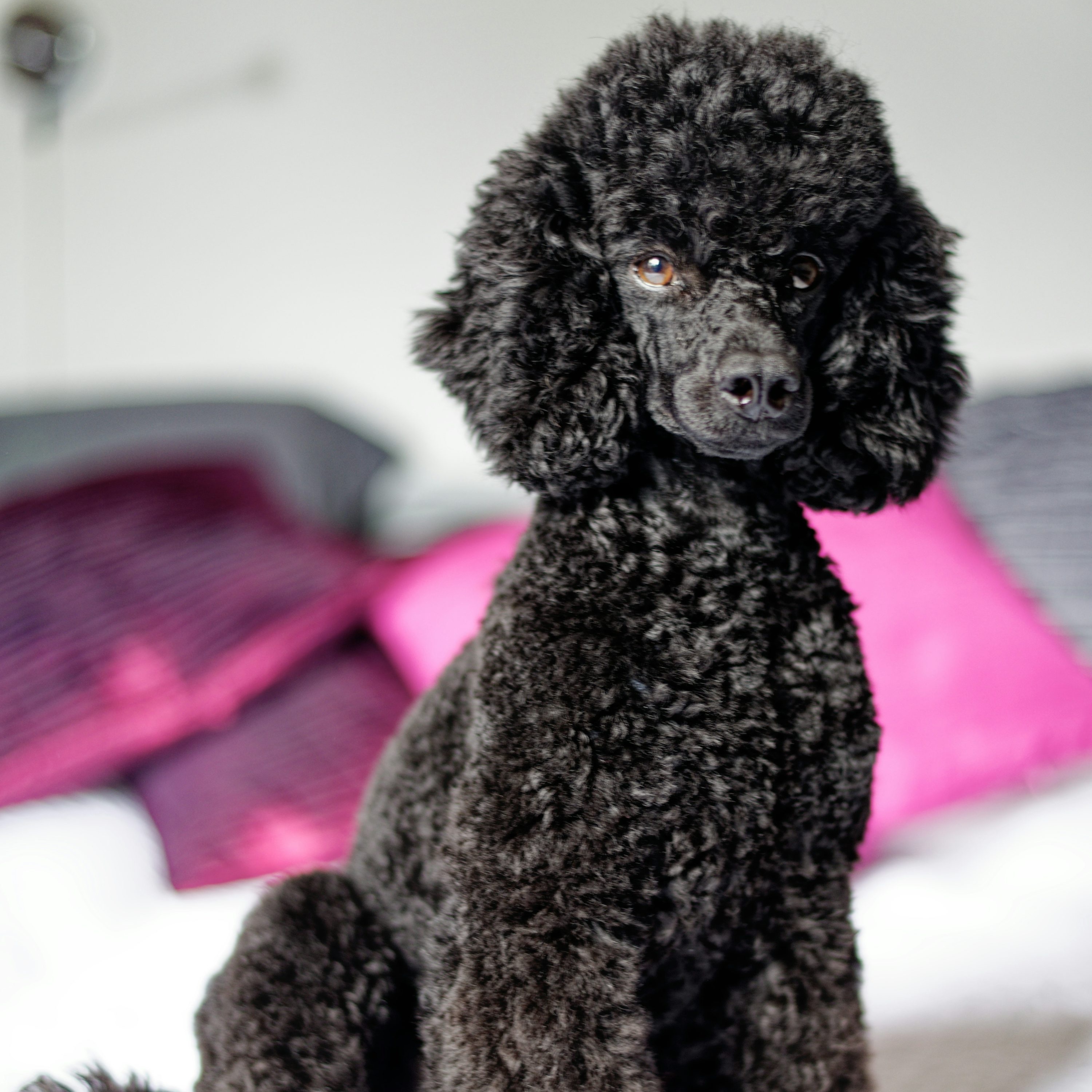 Med Doodles/Poodles (26-45lbs) at Pitzers Paws Grooming in live oak, FL