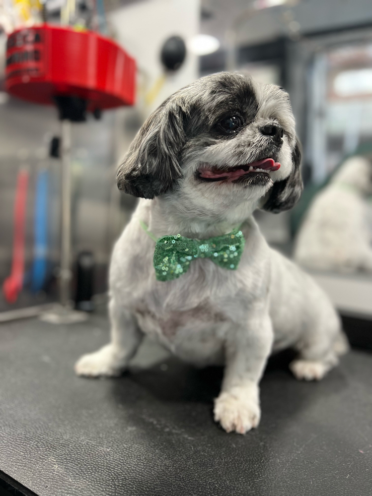 Simple Pupparazzi