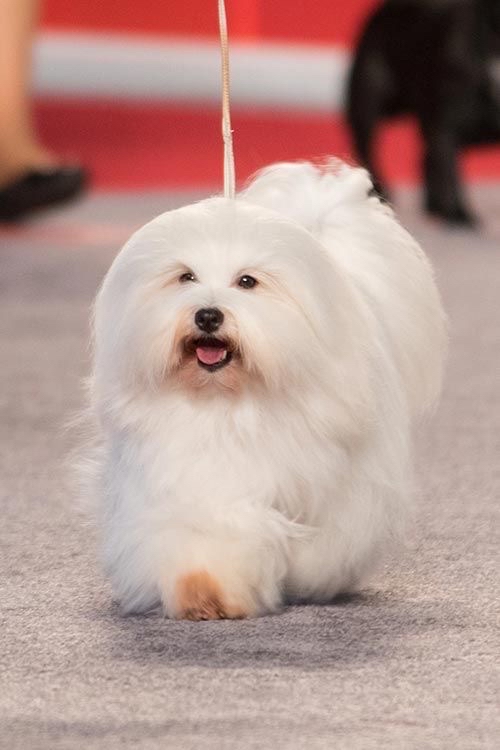 Coton De Tulear - Bath & Fluff