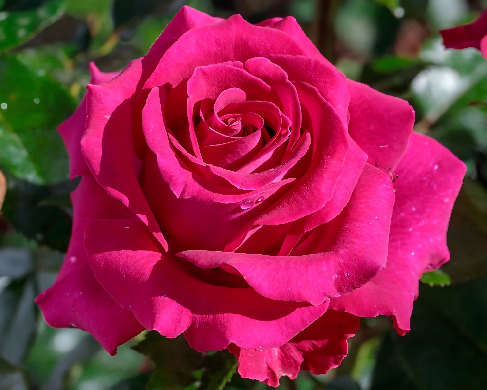 Mother’s Day Special