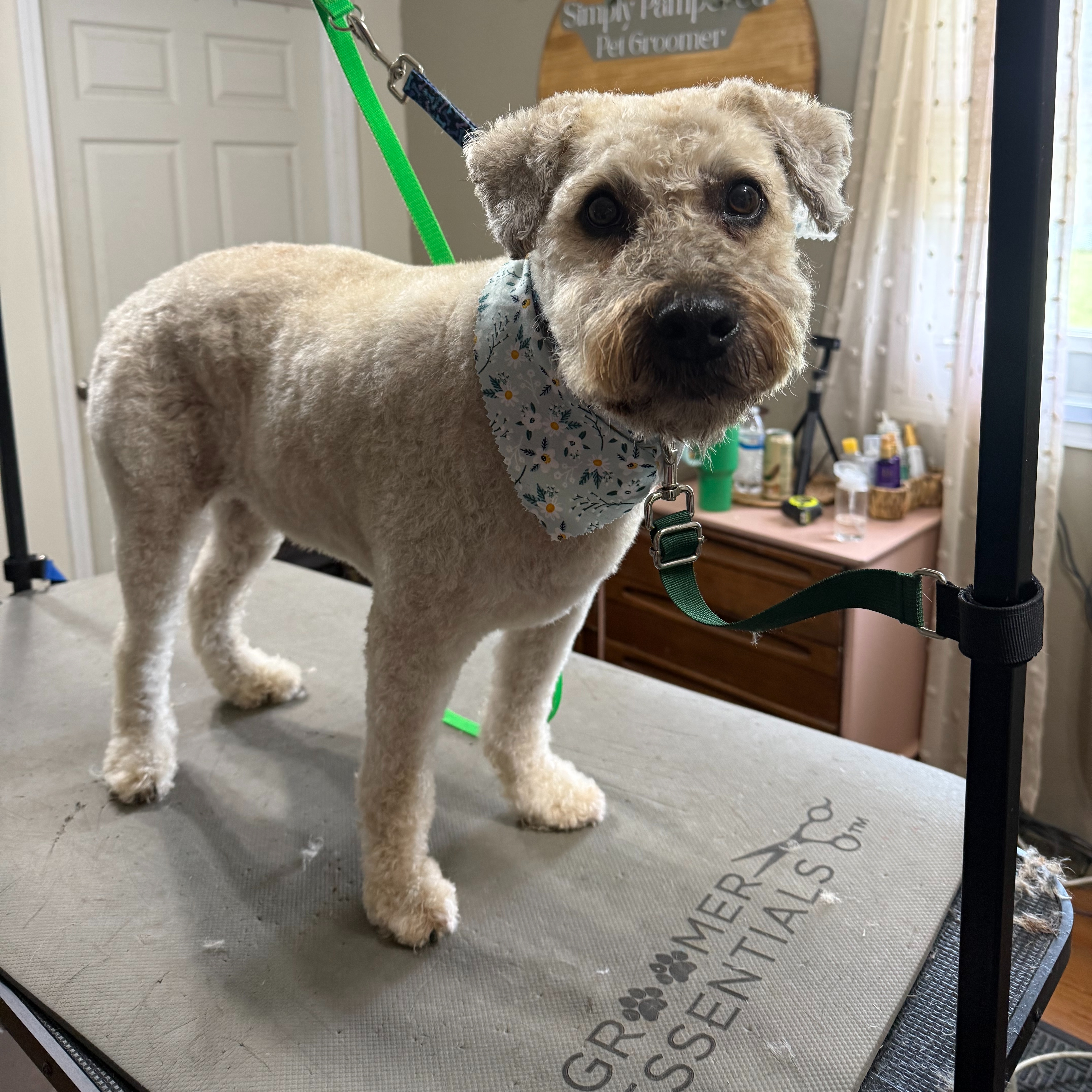 Medium/ Large Haircut at Simply Pampered in Attica, IN