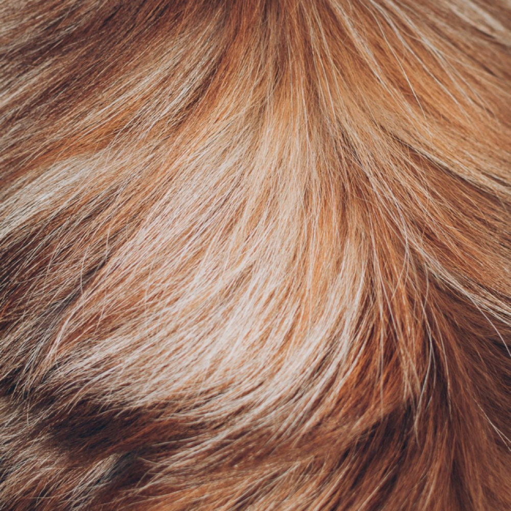 XL at Bark Avenue Private Grooming Salon in Manitou Springs, CO