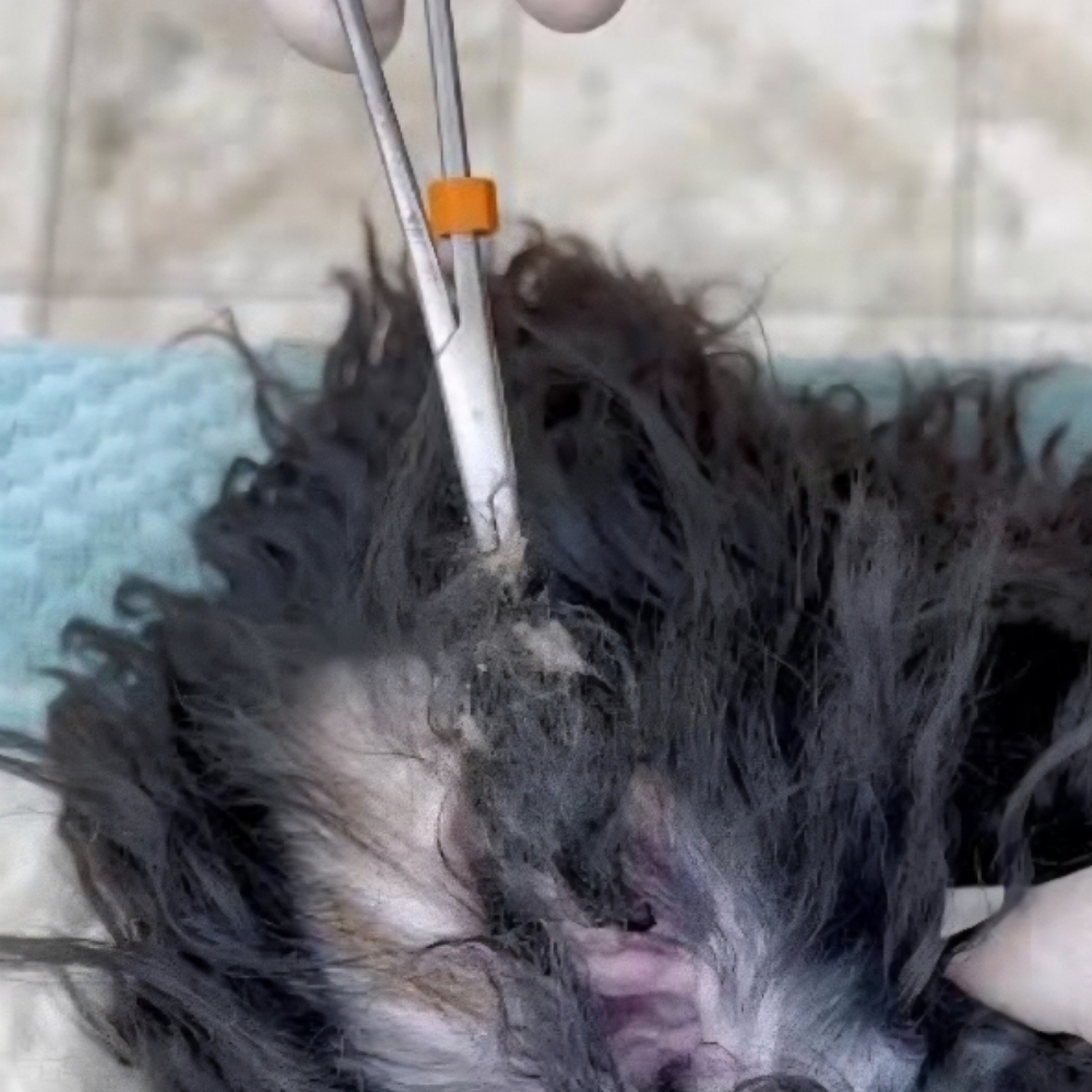 Ear Hair Removal at Tail Waggers Grooming LLC in Fort Worth, TX