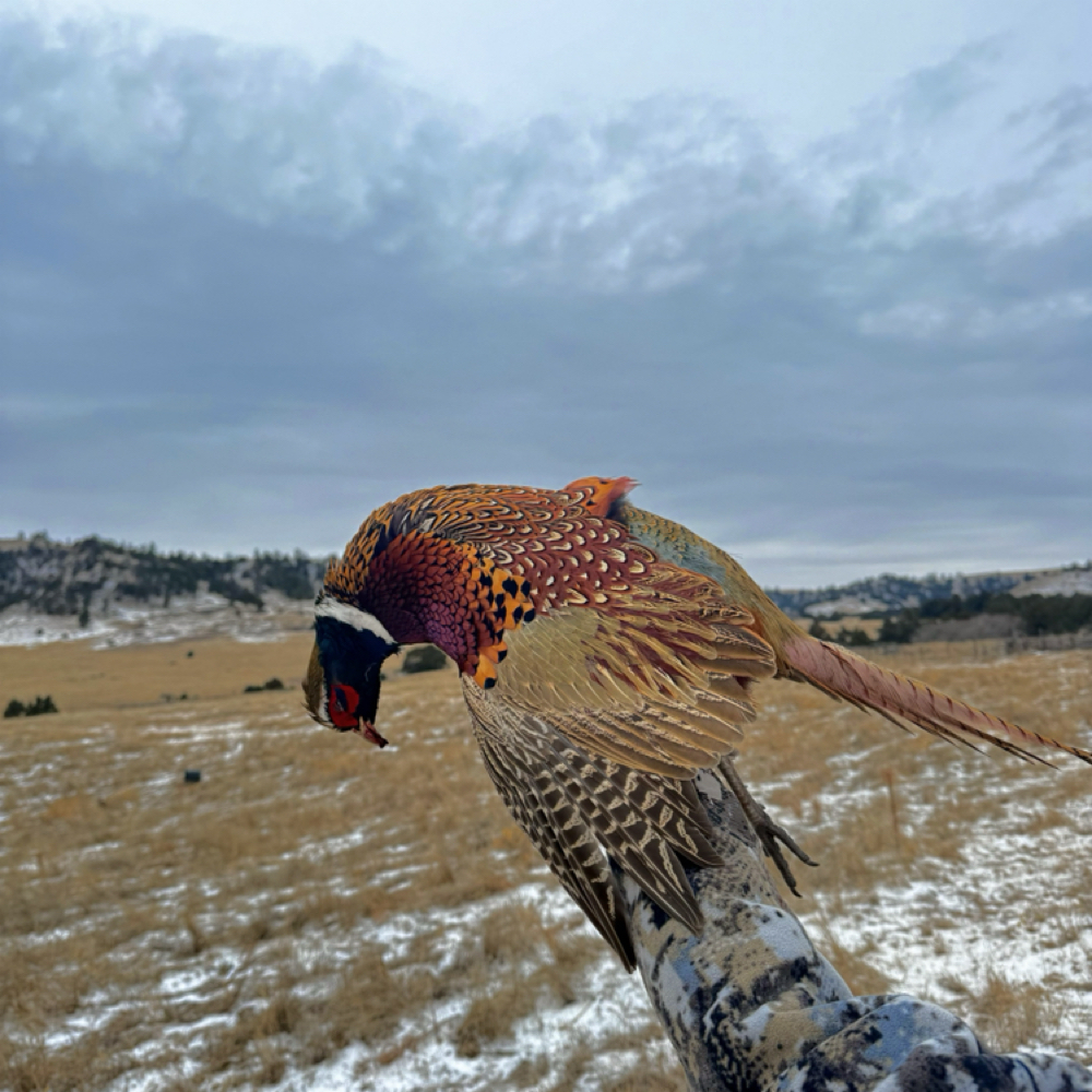 2 Day 3 Night Wild Pheasant/Grouse at Open Sky Outfitters in Scottsbluff, NE