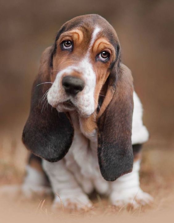 Basset Hound - Bath & Fluff