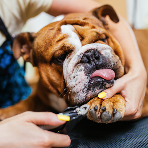 Nail Trim