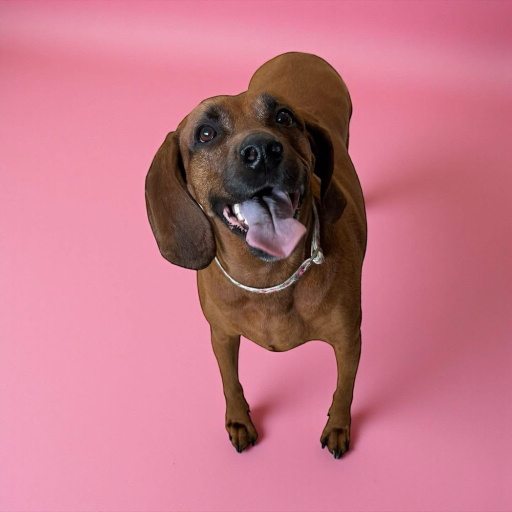 Wash N Fluff ( short hair dog)