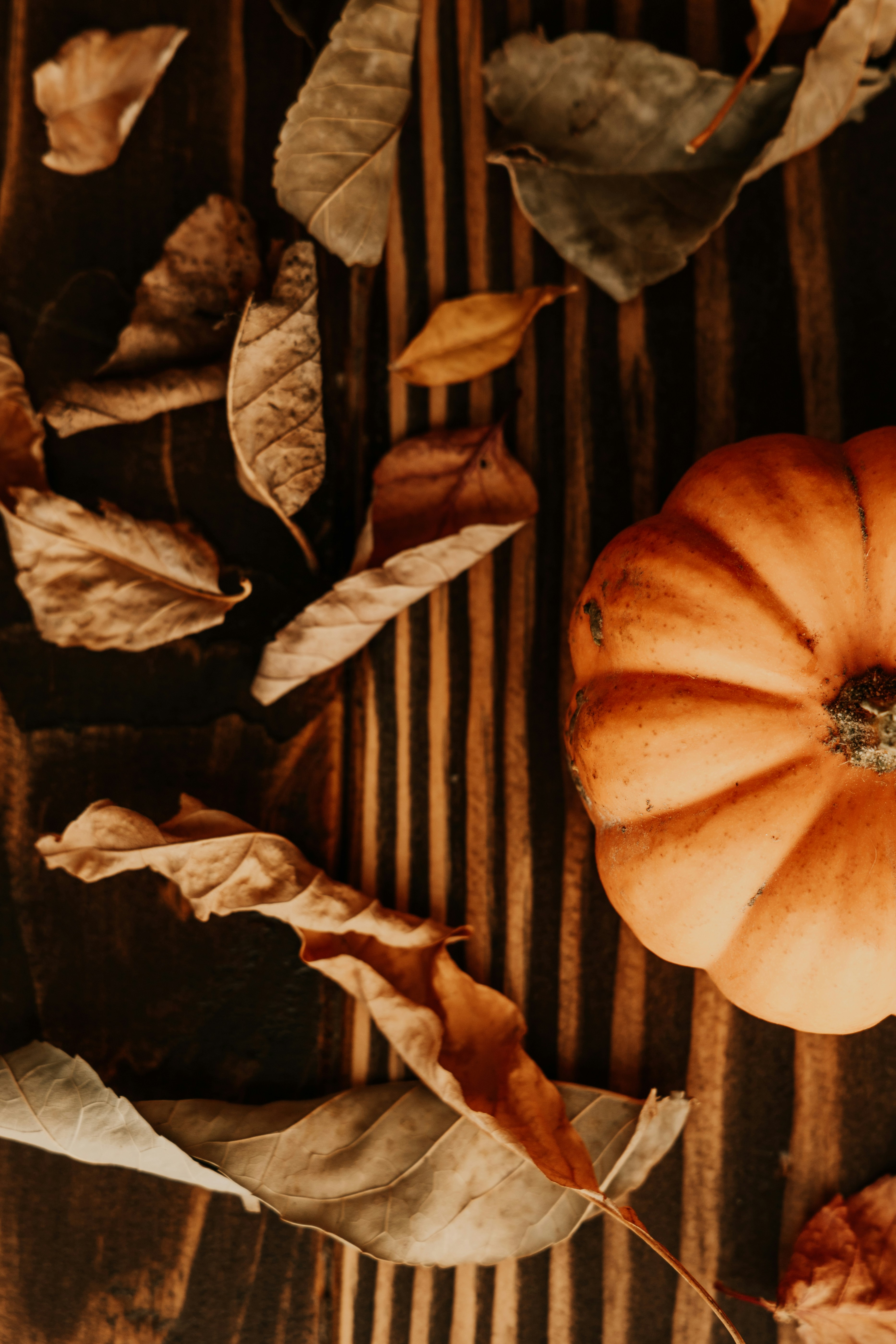 Pumpkin and Spice Fall Special