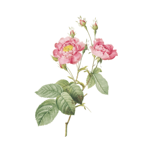 Nostril Wax at Saddle Up Waxing in Burley, ID