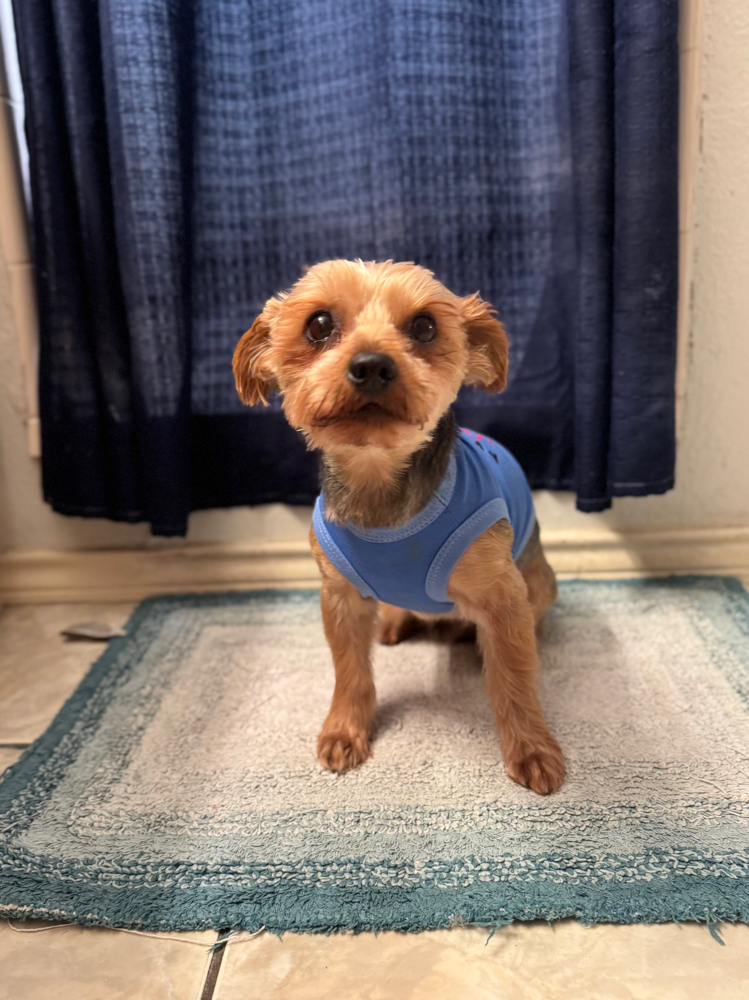 Small Pampered Pooch Package
