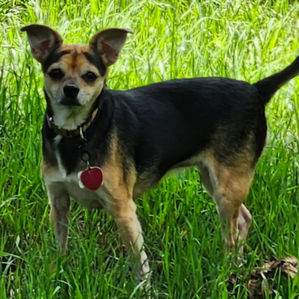 Small Dog -Short, Straight Hair at Tail Waggers Grooming LLC in Fort Worth, TX