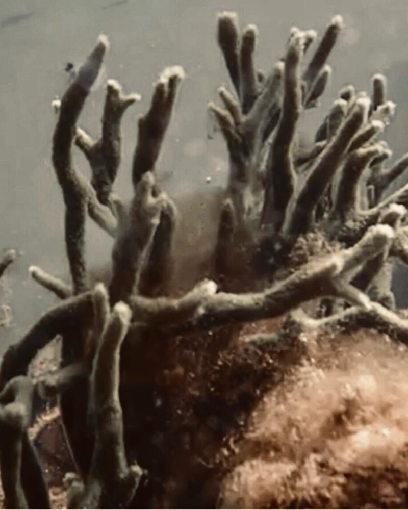 Bio Skin Modulation at Total Skin Method by KM