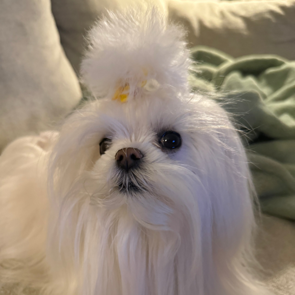 New Client Soak Off/Consultation at nailelixiir in Coventry Township, OH