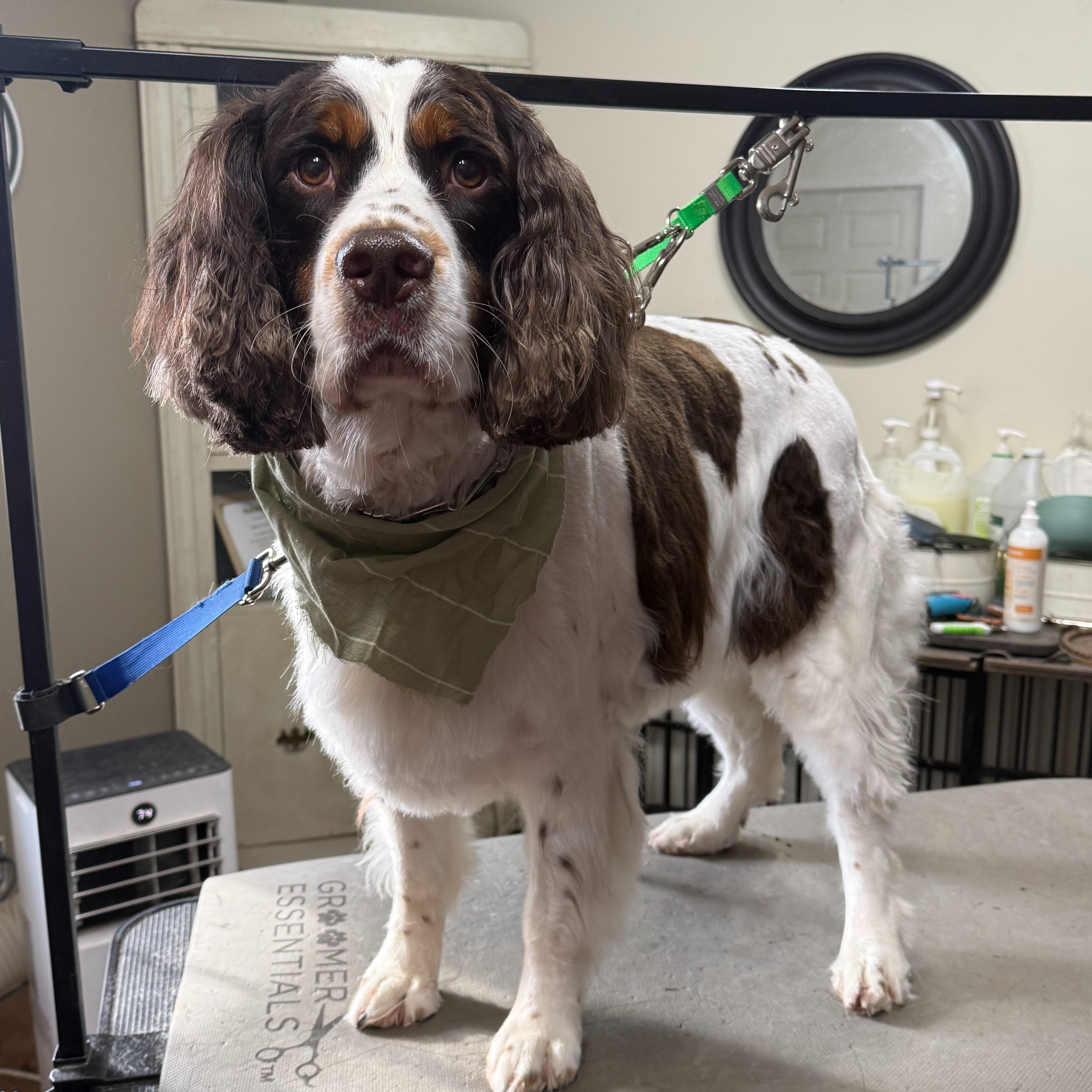 Large Haircut at Simply Pampered in Attica, IN