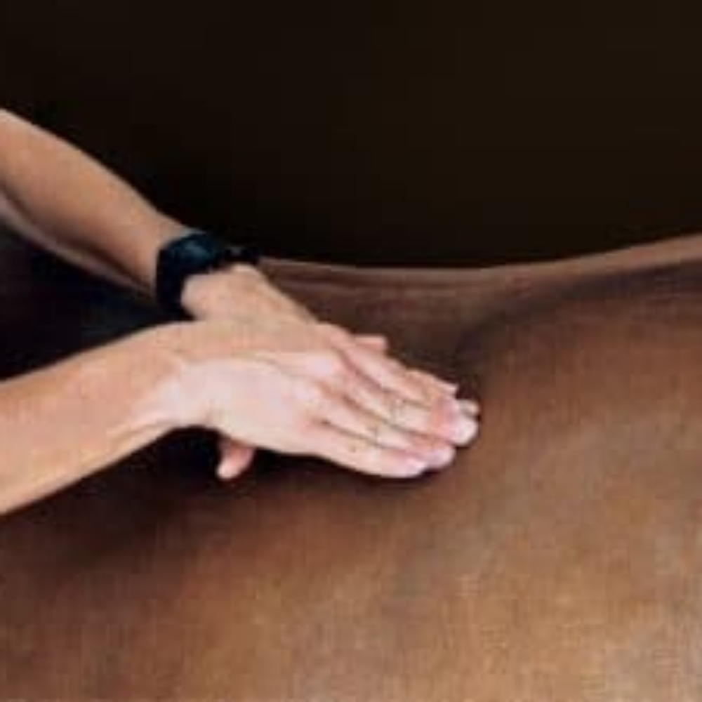 60 Min Equine Massage Therapy at A Relaxing Touch Massage in Phoenix, AZ