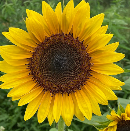 After Sun Sanctuary