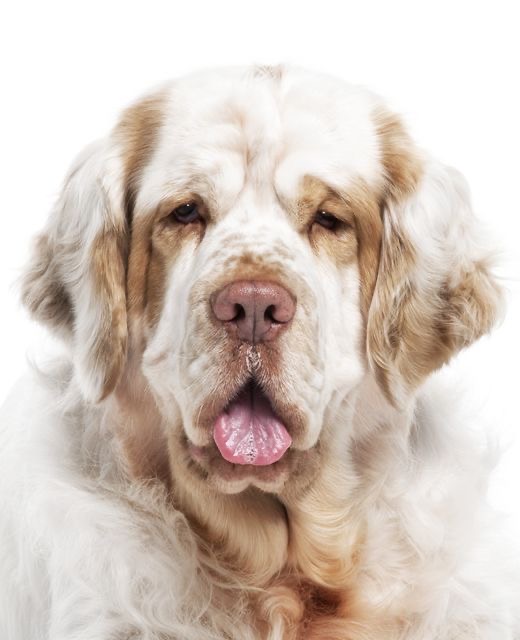 Clumber Spaniel - Bath & Fluff