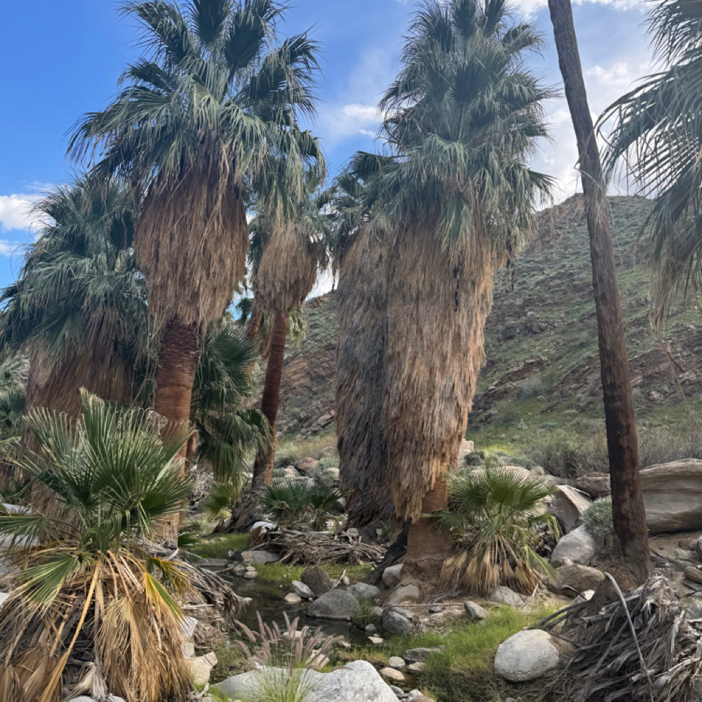 Highlight & Lowlight at Indigo Salon @ Beaumont in Lexington, KY