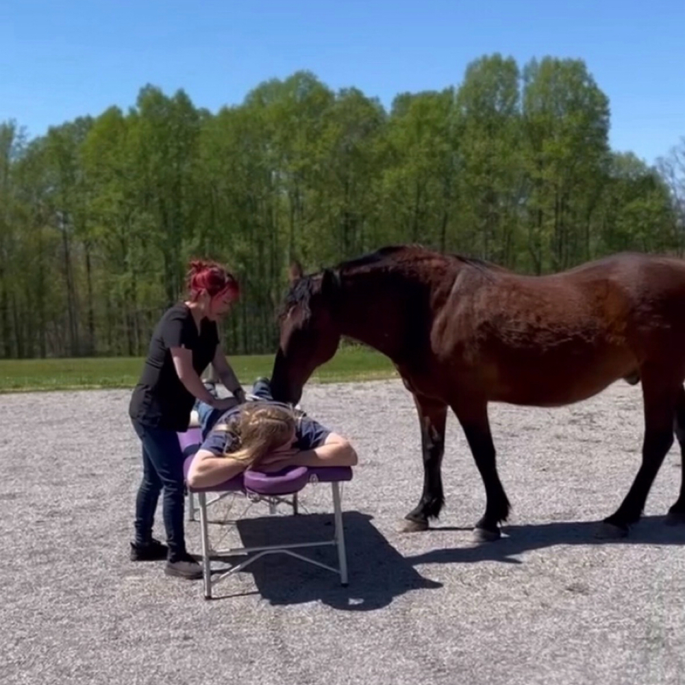 Healing With Horses Interactive at Hybrid Healer LLC in Gladstone, NJ