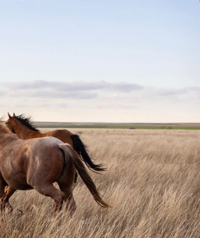 Retouch + Toner at The Salty Saddle Salon in Vista, CA