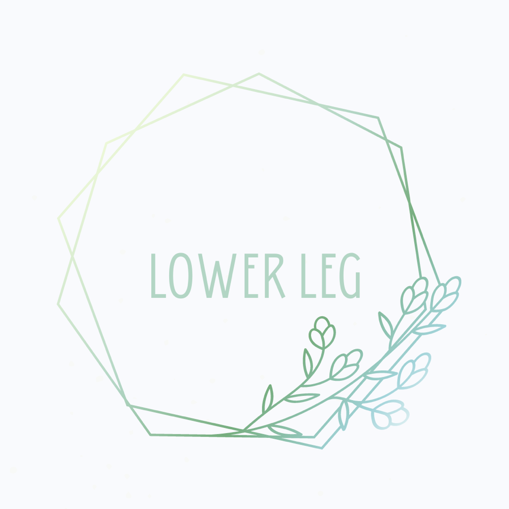 Lower Leg