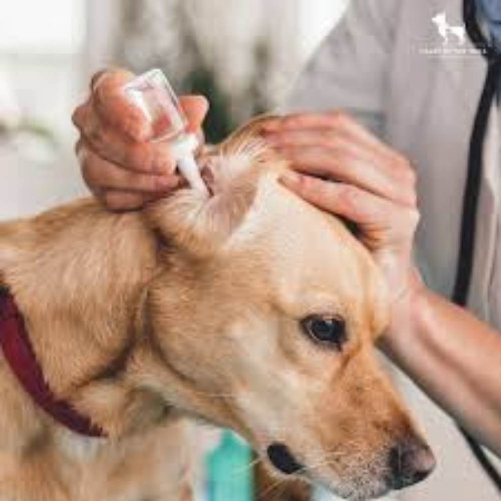 Ear Cleaning at Glamour Grooming And Boarding in Memphis, TN