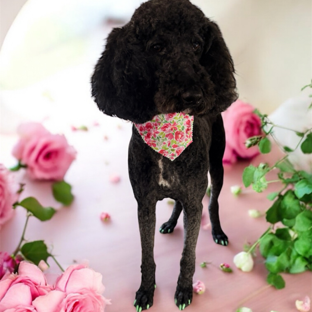 2 Large Dogs Grooming Package at The Paw Spa in Wallins Creek, KY