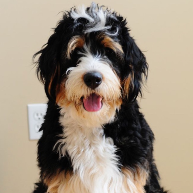 Bernadoodle at The Groom Room in Hope Mills, NC