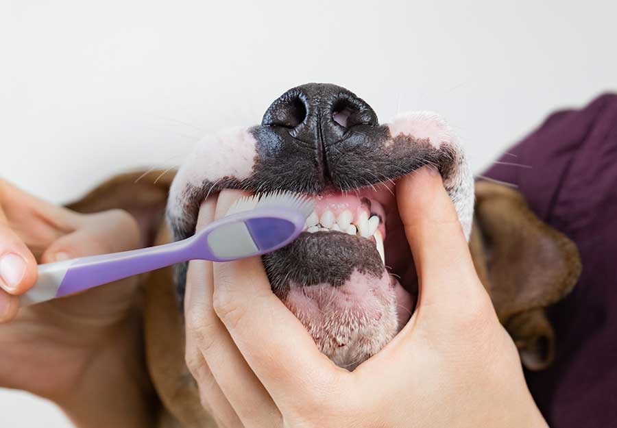 Teeth Brushing